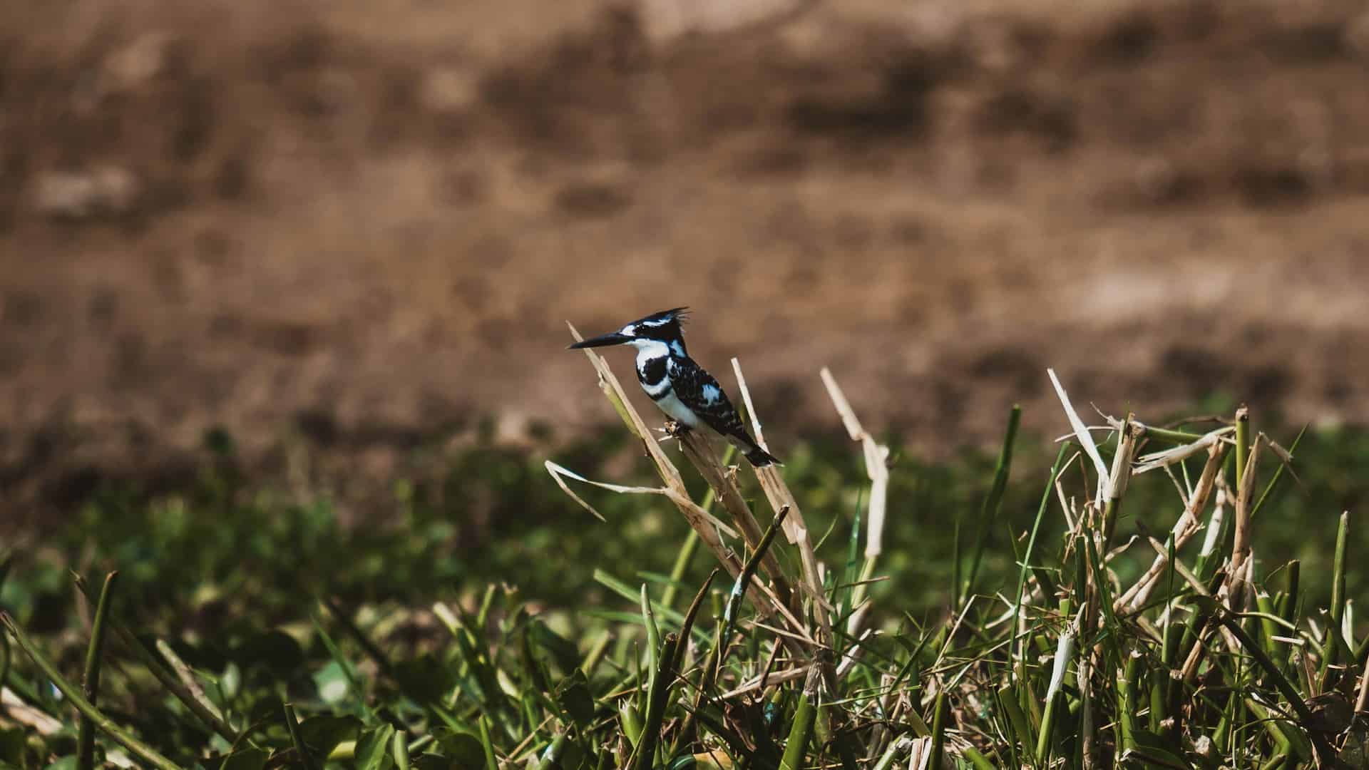 Queen Elizabeth National Park - Things to Do in Queen Elizabeth National Park A Kingfisher perches in the reeds alongside the Kazinga Channel in Queen Elizabeth National Park.