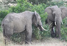 Fauna and flora at Addo Elephant Park, South Africa