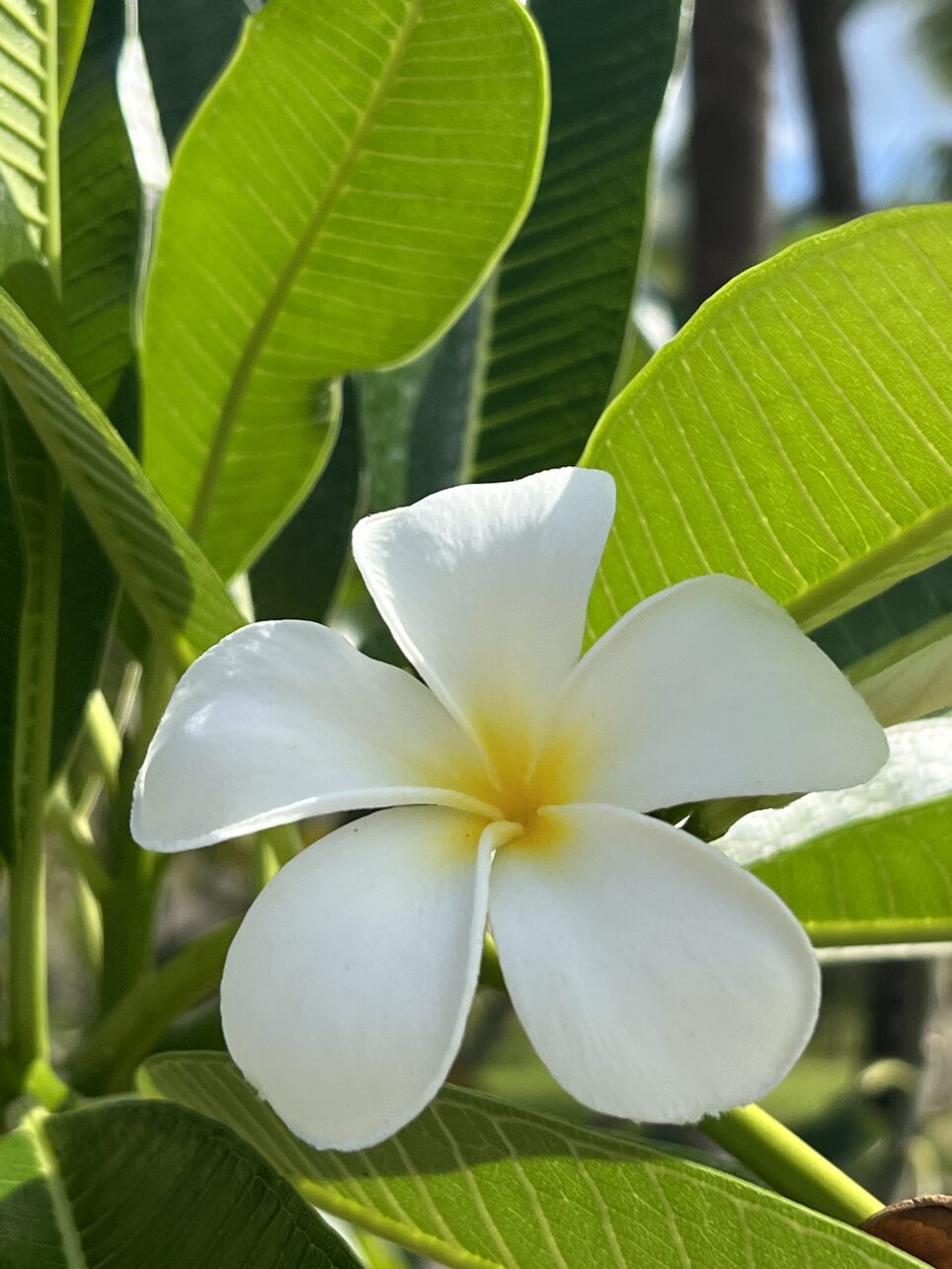seychelles travel tips - Top Seychelles Travel Tips: Not to Miss Islands and Beaches Frangipani blossom in the Seychelles.