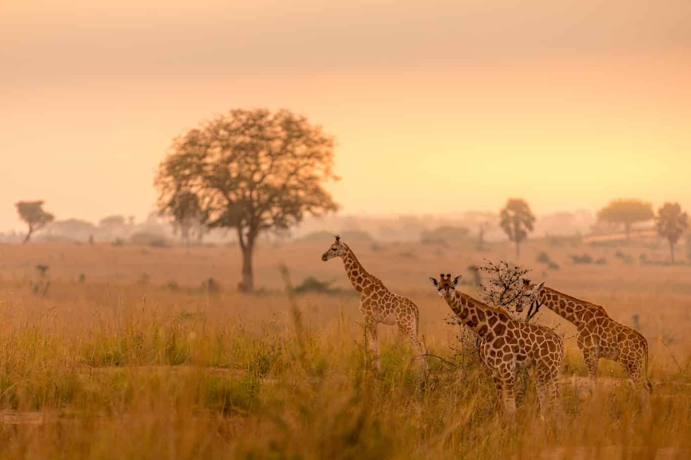 Murchison Falls National Park - How to Plan a Safari in Murchison Falls National Park in Uganda Giraffes in the Murchison Falls National Park in Uganda
