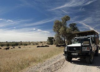 Kgalagadi Transfrontier Park safari