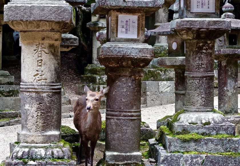Day Trips From Osaka - Best Day Trips From Osaka A deer in Nara in Japan
