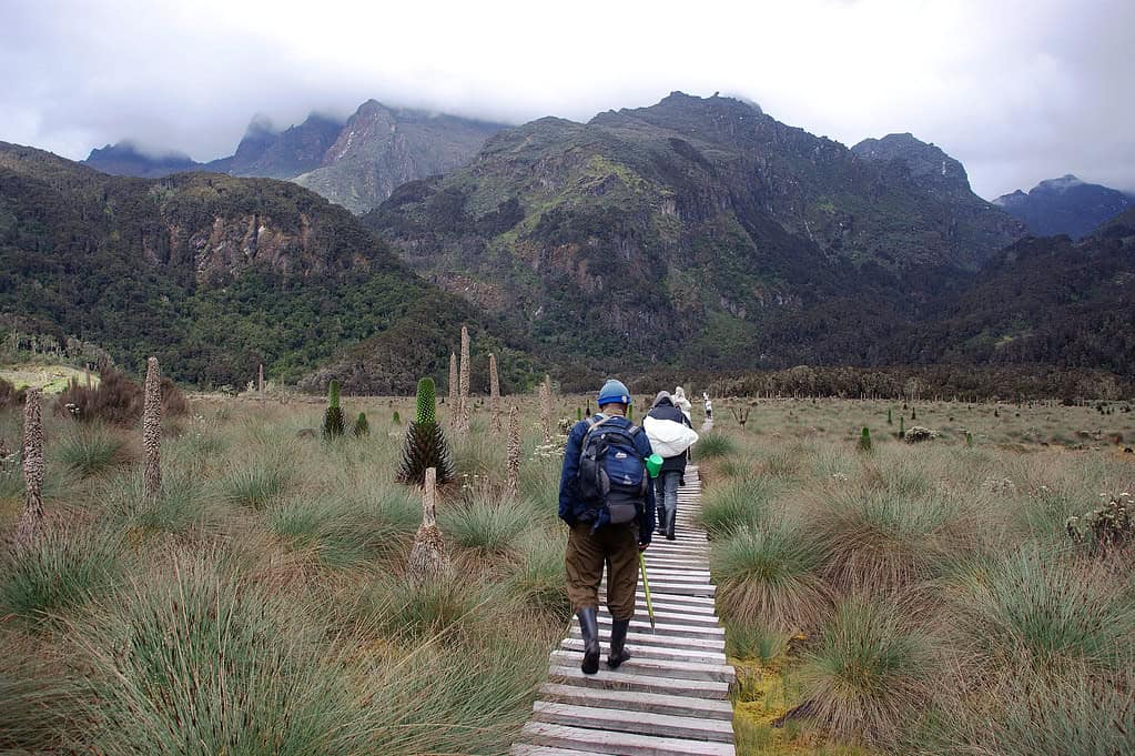 Rwenzori Mountains - A Guide to Climbing the Rwenzori Mountains Hiking in the Rwenzori Mountains in Uganda