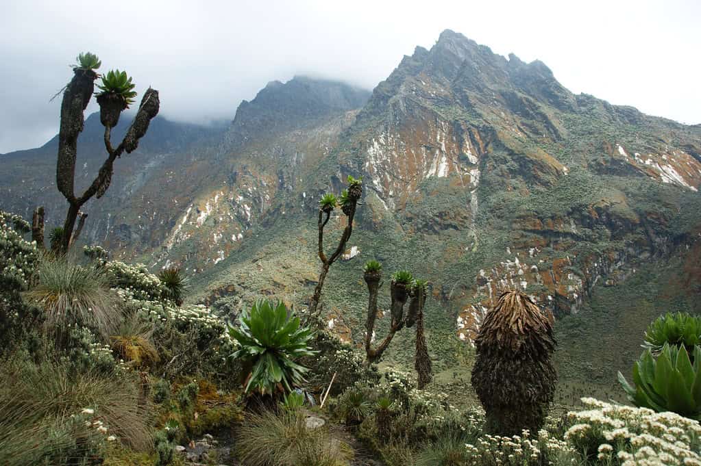 Rwenzori Mountains - A Guide to Climbing the Rwenzori Mountains Rwenzori Mountains in Uganda