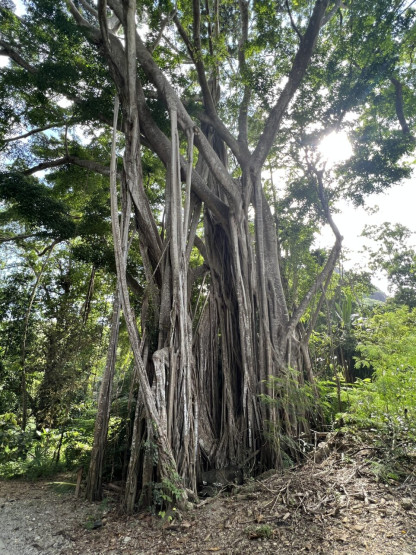Weeping tree on Sainte Anne, Seychelles.