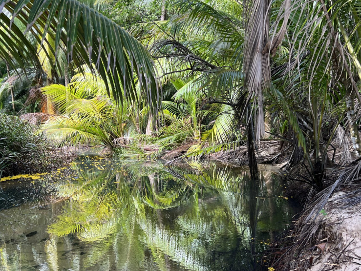 Vegetation at Anse Cabot, Seychelles.