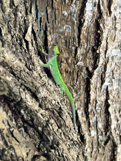 Meet a gecko