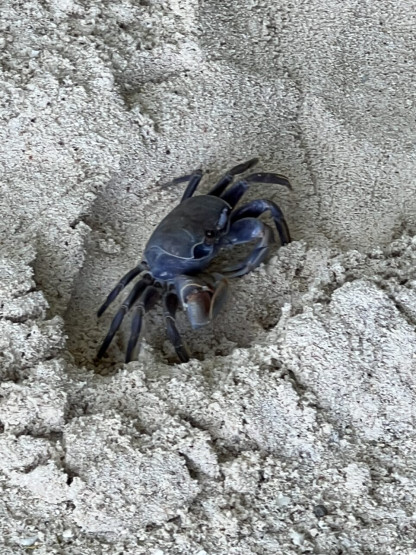 Dark crab on La Digue, Seychelles.
