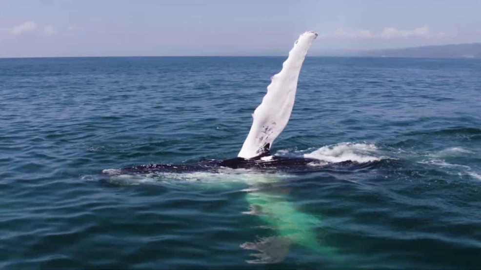 Swim with whales in Punta Cana, Dominican Republic.