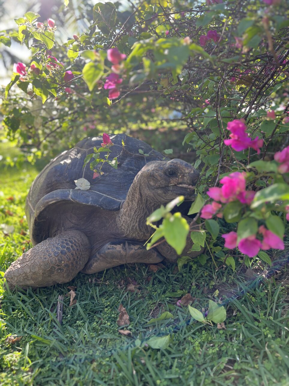 seychelles travel tips - Top Seychelles Travel Tips: Not to Miss Islands and Beaches Tortoises - a great little miracle