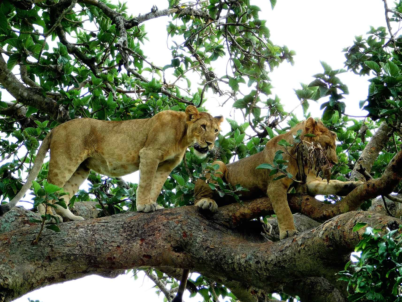 Queen Elizabeth National Park - Things to Do in Queen Elizabeth National Park Tree climbing lions in the Queen Elizabeth National Park, Uganda