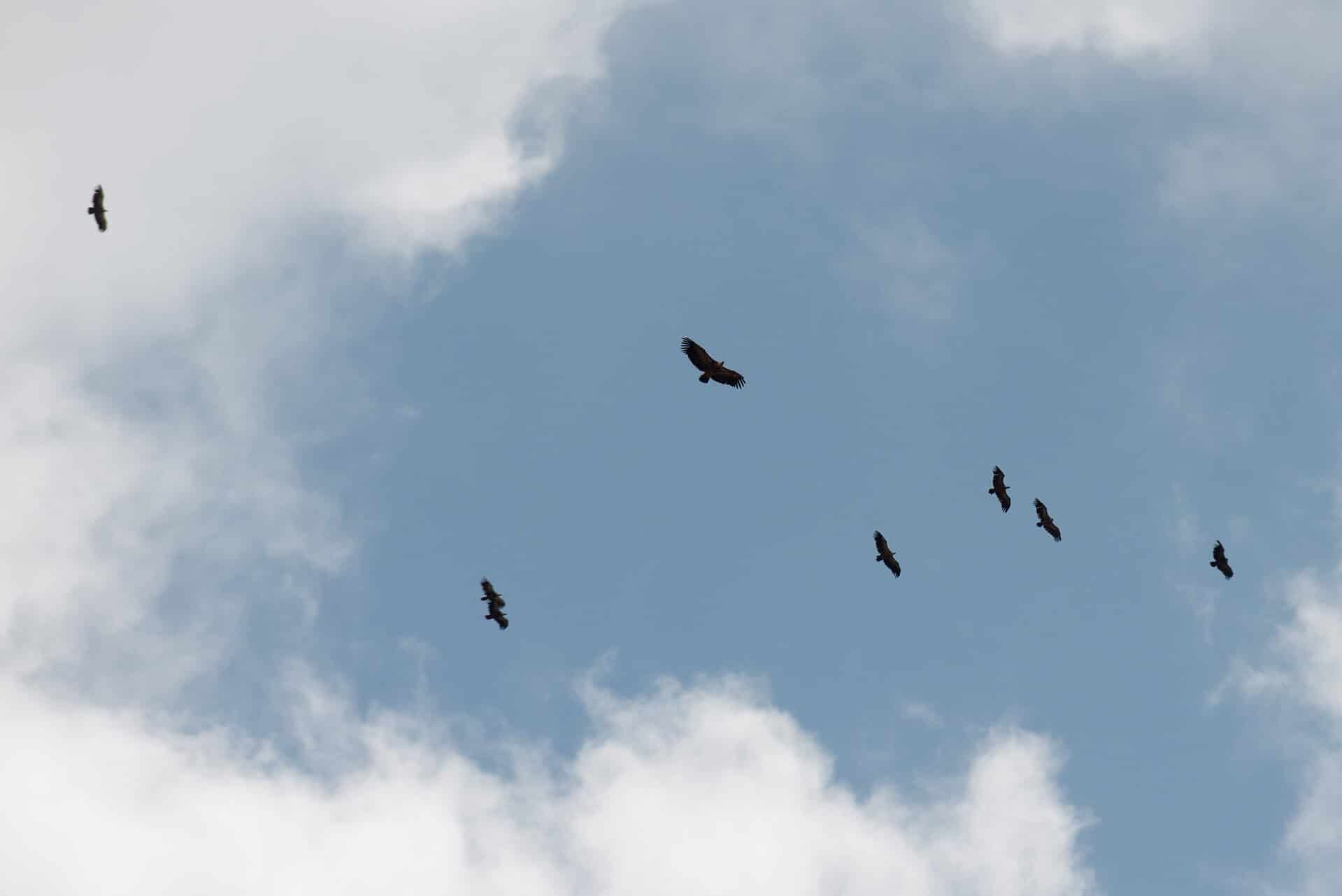 Caminito Del Rey - Hiking Caminito Del Rey: The King’s Walk in Andalucia, Spain Vultures at the Caminito Del Rey - The King’s Walk in Andalucia, Spain.