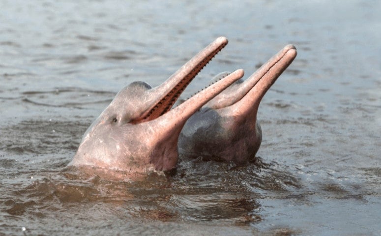 Pink Dolphins in the Amazon - Where to See Pink Dolphins in the Amazon two pink dolphins in the Amazon next to each other in the water