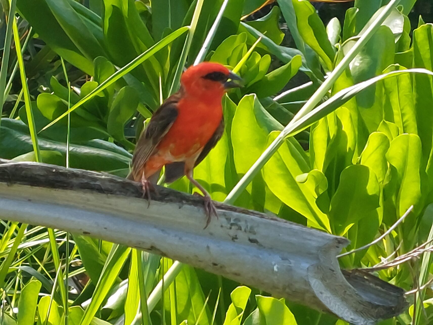 seychelles travel tips - Top Seychelles Travel Tips: Not to Miss Islands and Beaches Widowbird in the Seychelles.
