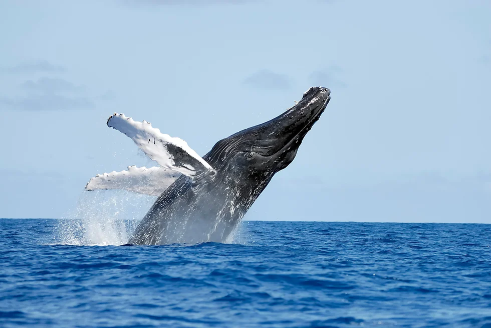 Whales in Samaná Bay - The Enchanting Migration of Humpback Whales in Samaná Bay, Dominican Republic Swim with humpback whales in Samaná Bay in the Dominican Republic.