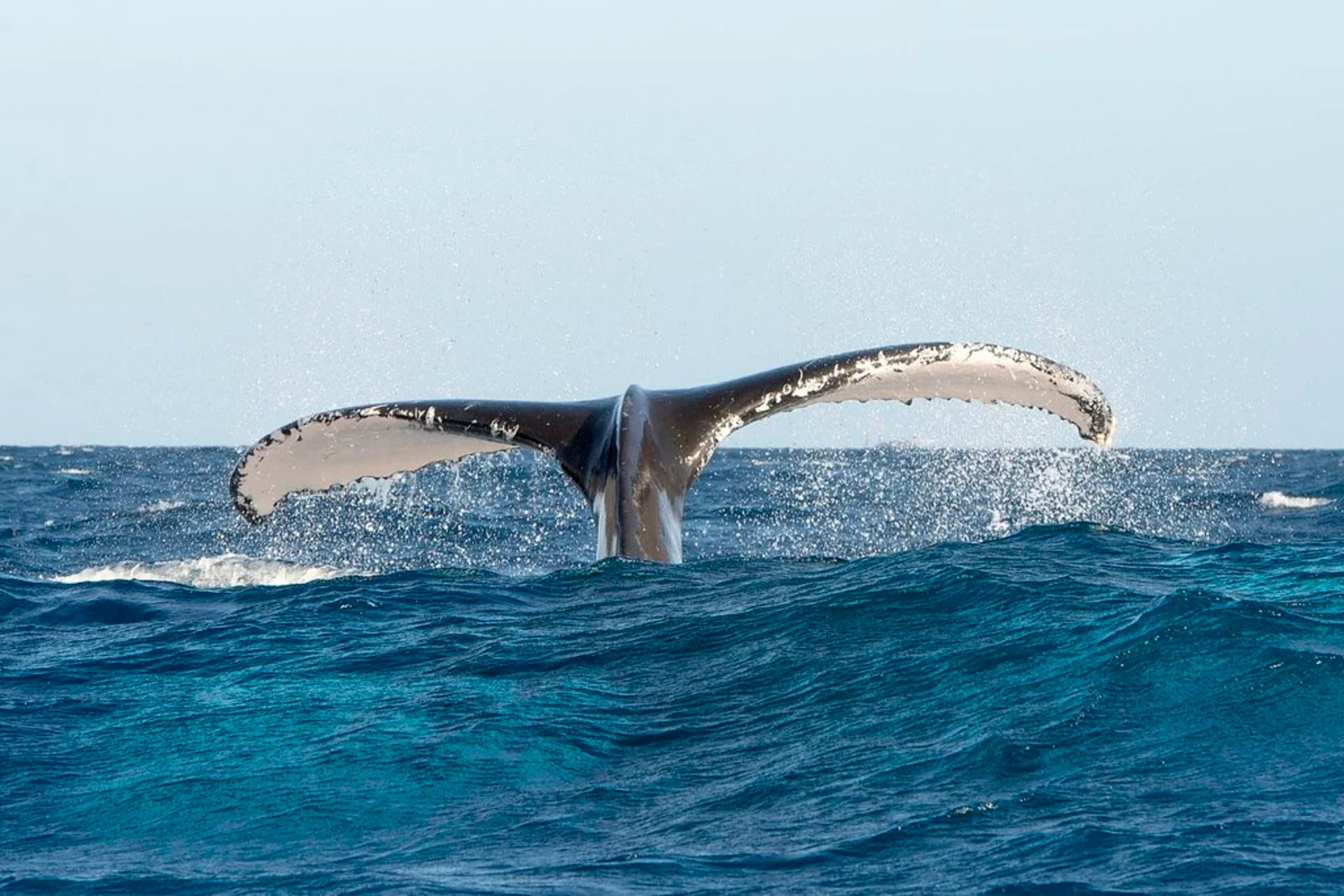 Whales in Samaná Bay - The Enchanting Migration of Humpback Whales in Samaná Bay, Dominican Republic Whale watching in Bayahibe in the Dominican Republic.