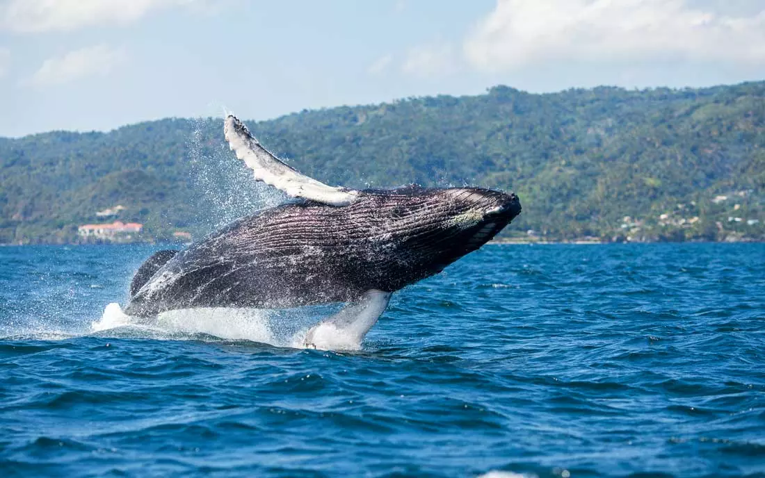 Whales in Samaná Bay - The Enchanting Migration of Humpback Whales in Samaná Bay, Dominican Republic Where can I see whales in Bayahibe, Dominican Republic.